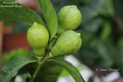 C.limon Peretta